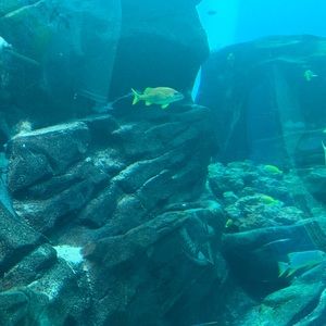 Meet your Posher, Toni